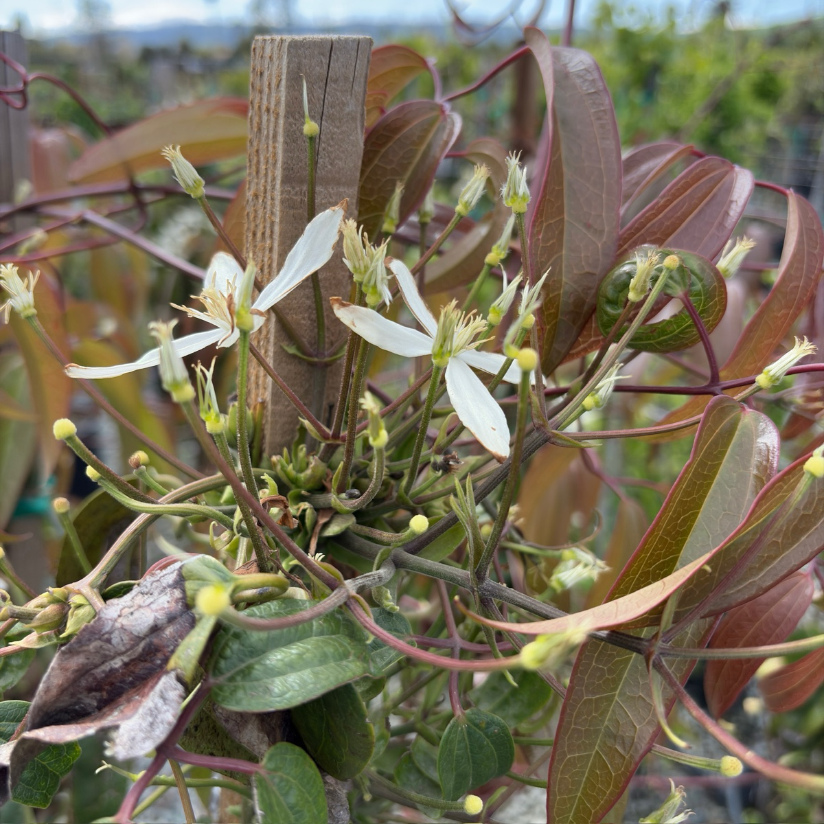 Floral and leafy Evergreen Clematis plant with green leaves and white flowers in a natural setting.