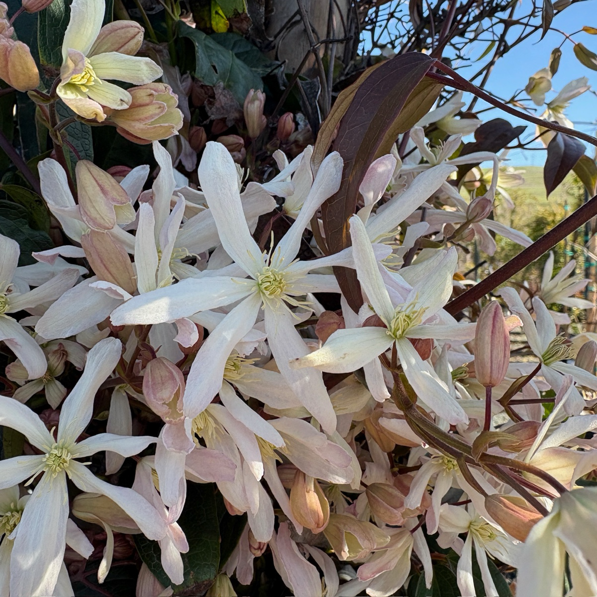 Close-up of Evergreen Clematis flowers with green leaves on a sunny day.