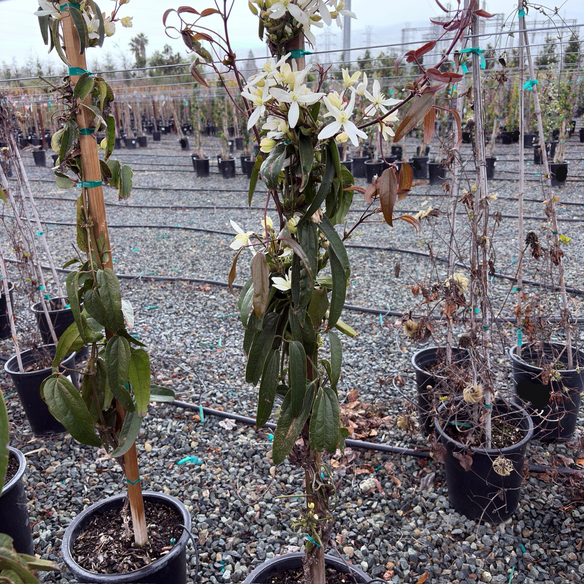 Evergreen Clematis