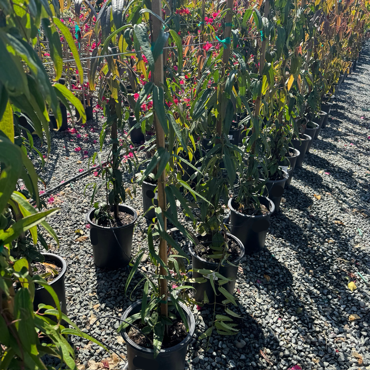 Evergreen Clematis