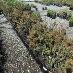 Row of potted Evergreen Huckleberry plants on a gravel surface