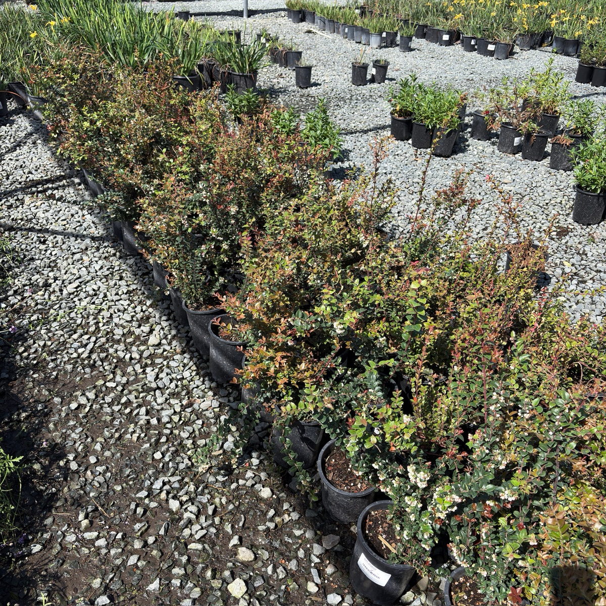 Row of potted Evergreen Huckleberry plants on a gravel surface