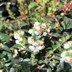Close-up of a Evergreen California Huckleberry with white flowers and green leaves