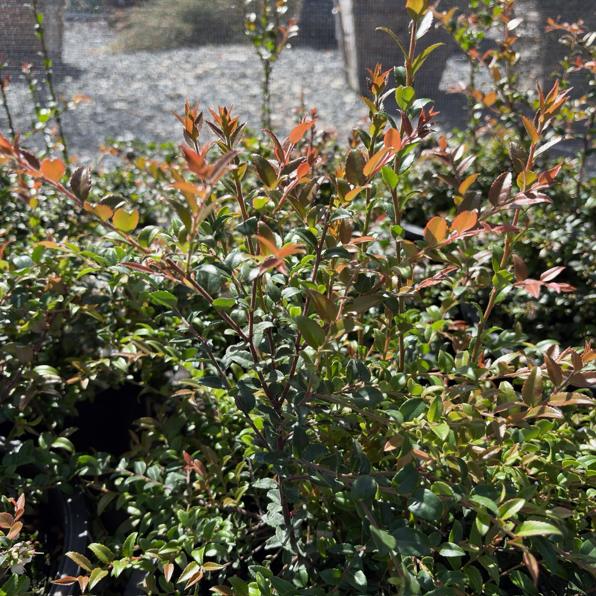 Green Evergreen California Huckleberry  shrub with red-brown leaves in a garden setting