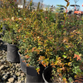 Evergreen Huckleberry