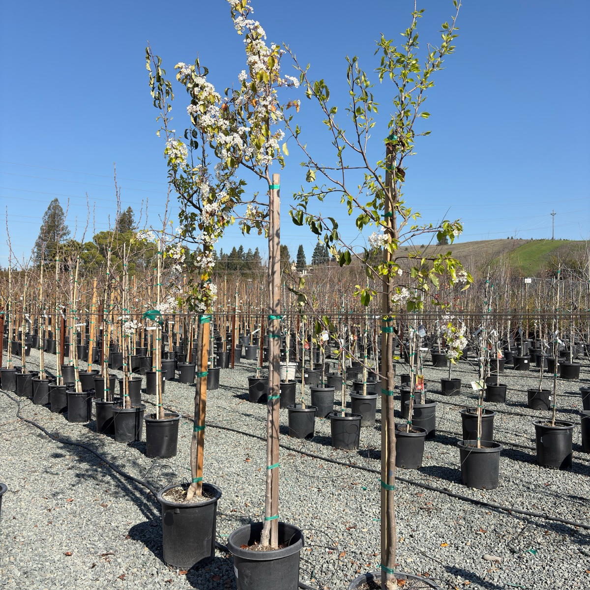 Evergreen Pear Tree | White Blooming Ornamental Tree – Victory Nursery
