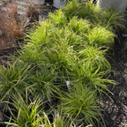 Everillo Japanese Sedge in a garden setting with a blurred background