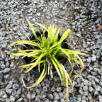 Everillo Japanese Sedge potted with yellowish-green leaves on a bed of small gray stones.