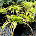 Potted Everillo Japanese Sedge with long green leaves on a bed of small stones.