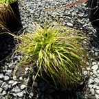 Everillo_Japanese_Sedge