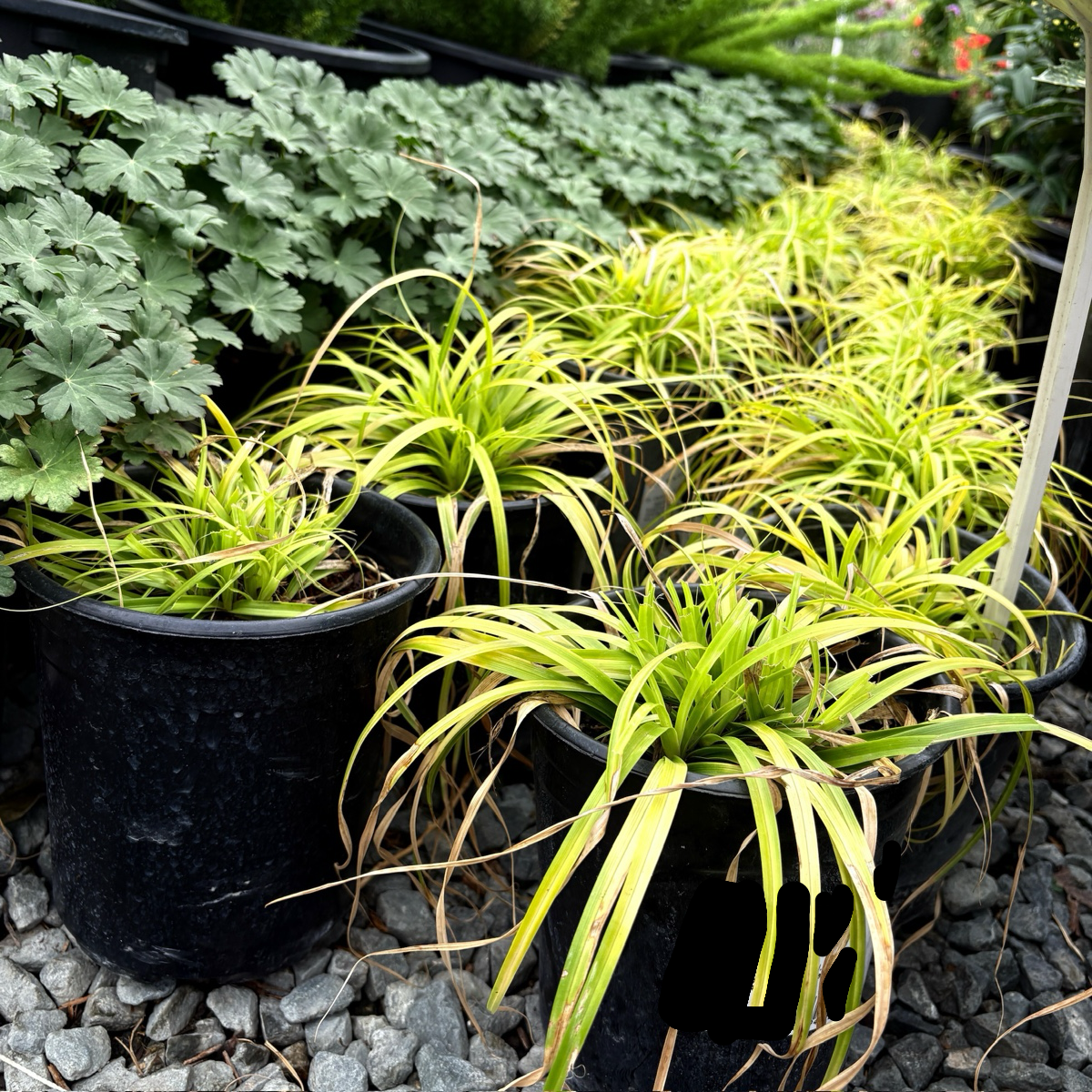 Everillo Japanese Sedge