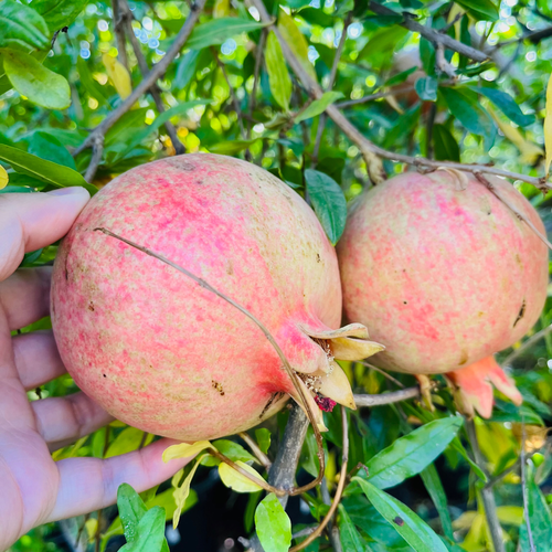 Eversweet Pomegranate | Sweet Pink Transparent Pomegranate