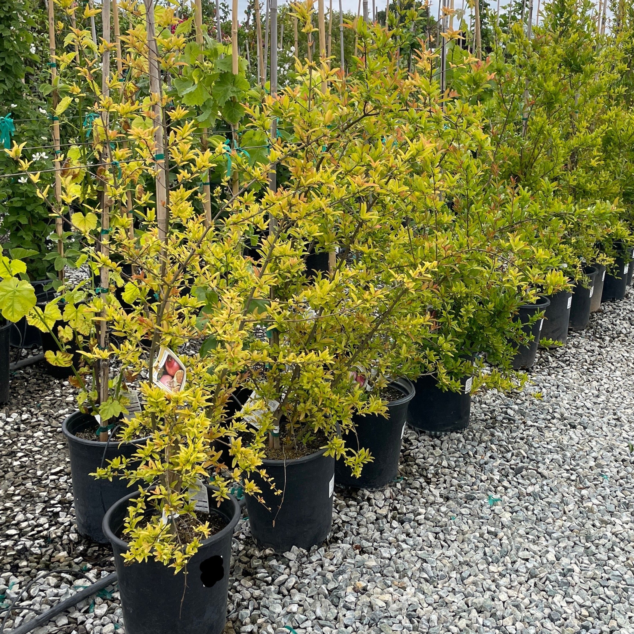 Eversweet Pomgranate