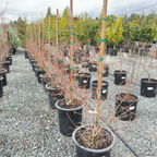 Eversweet Pomgranate