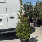 Eversweet Pomgranate