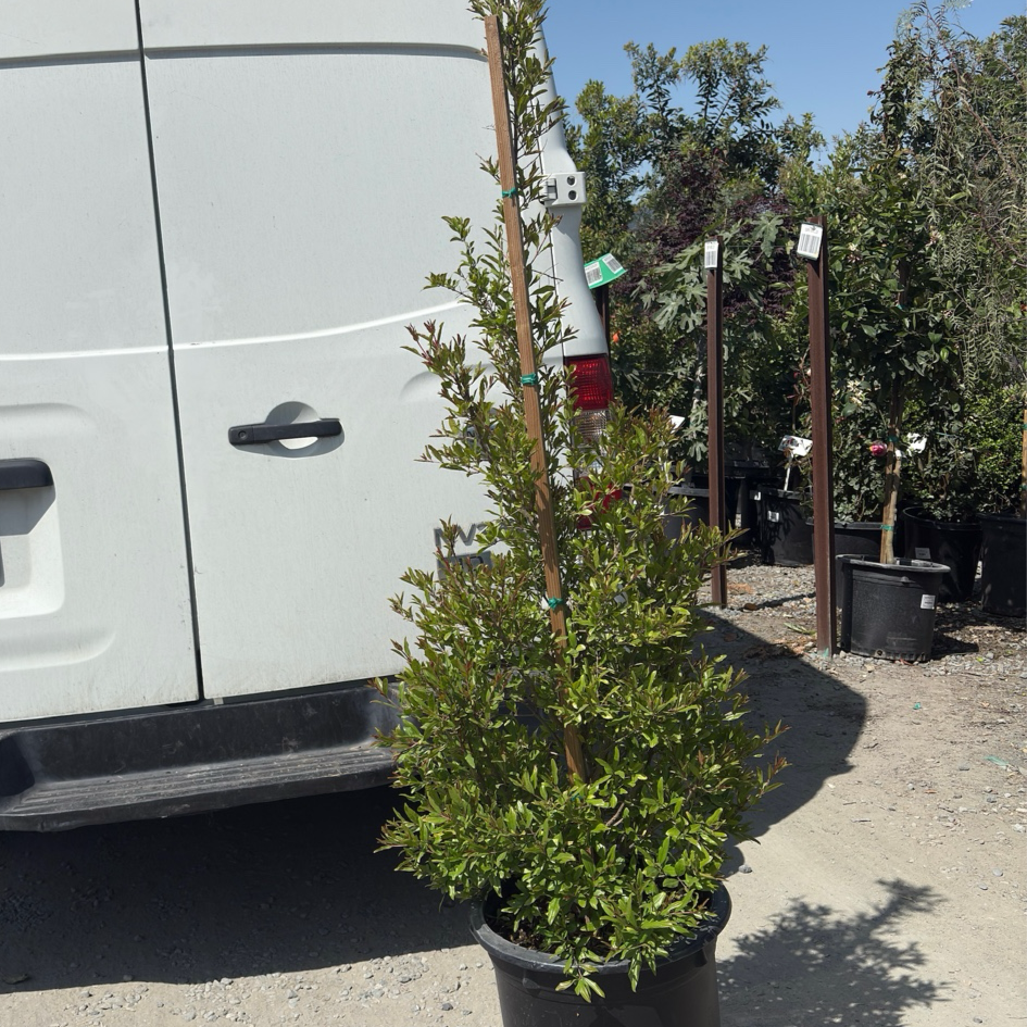 Eversweet Pomgranate