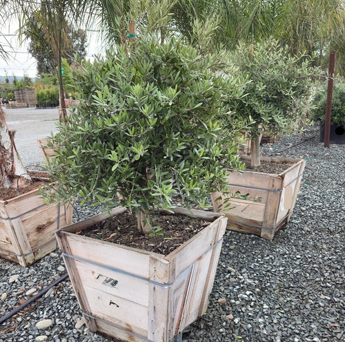 ollies planter pots Little Ollie Tree (Olea europaea 'Little Ollie') – Compact Dwarf Olive – Victory Nursery