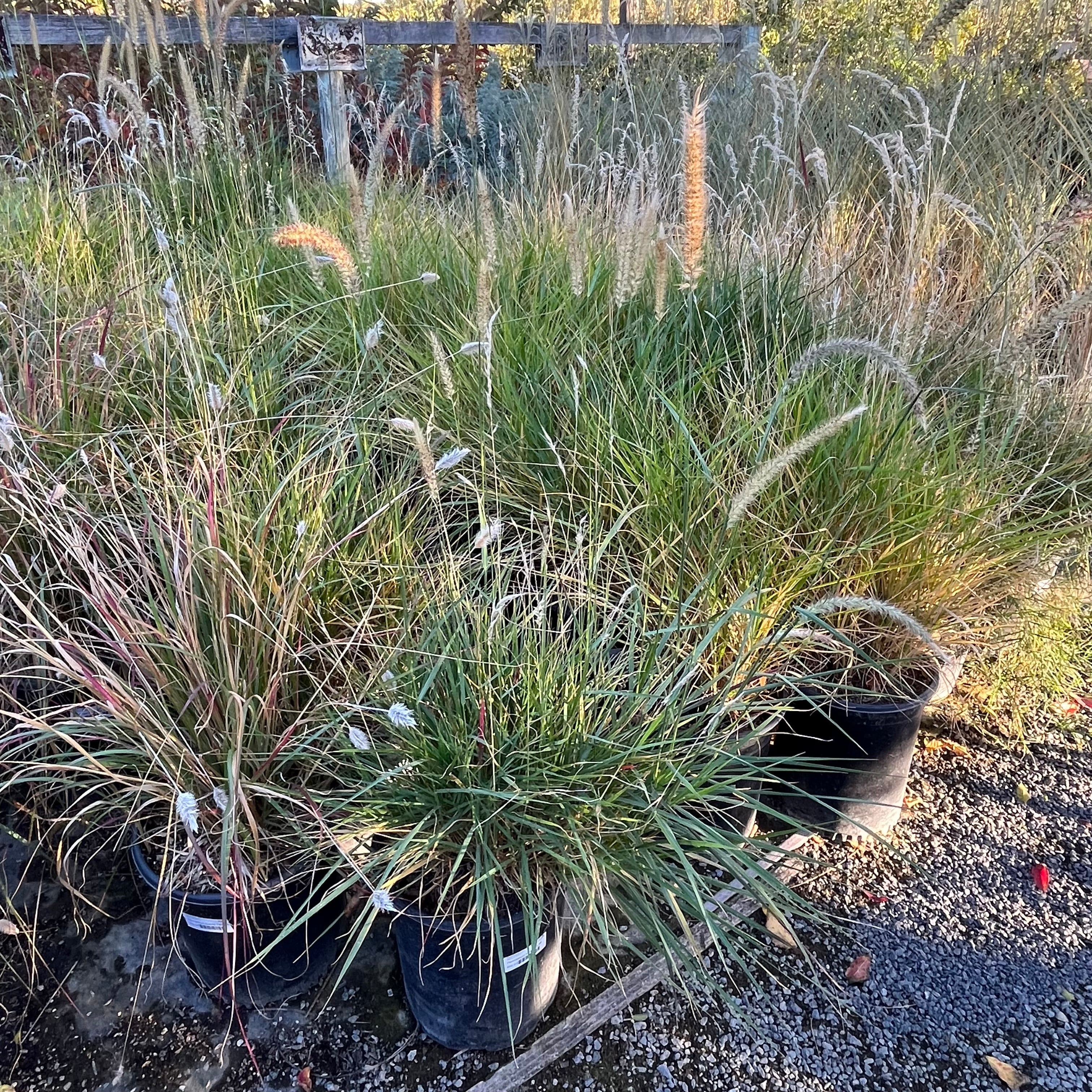 Potted Fairy Tails Fountain Grass in a garden setting