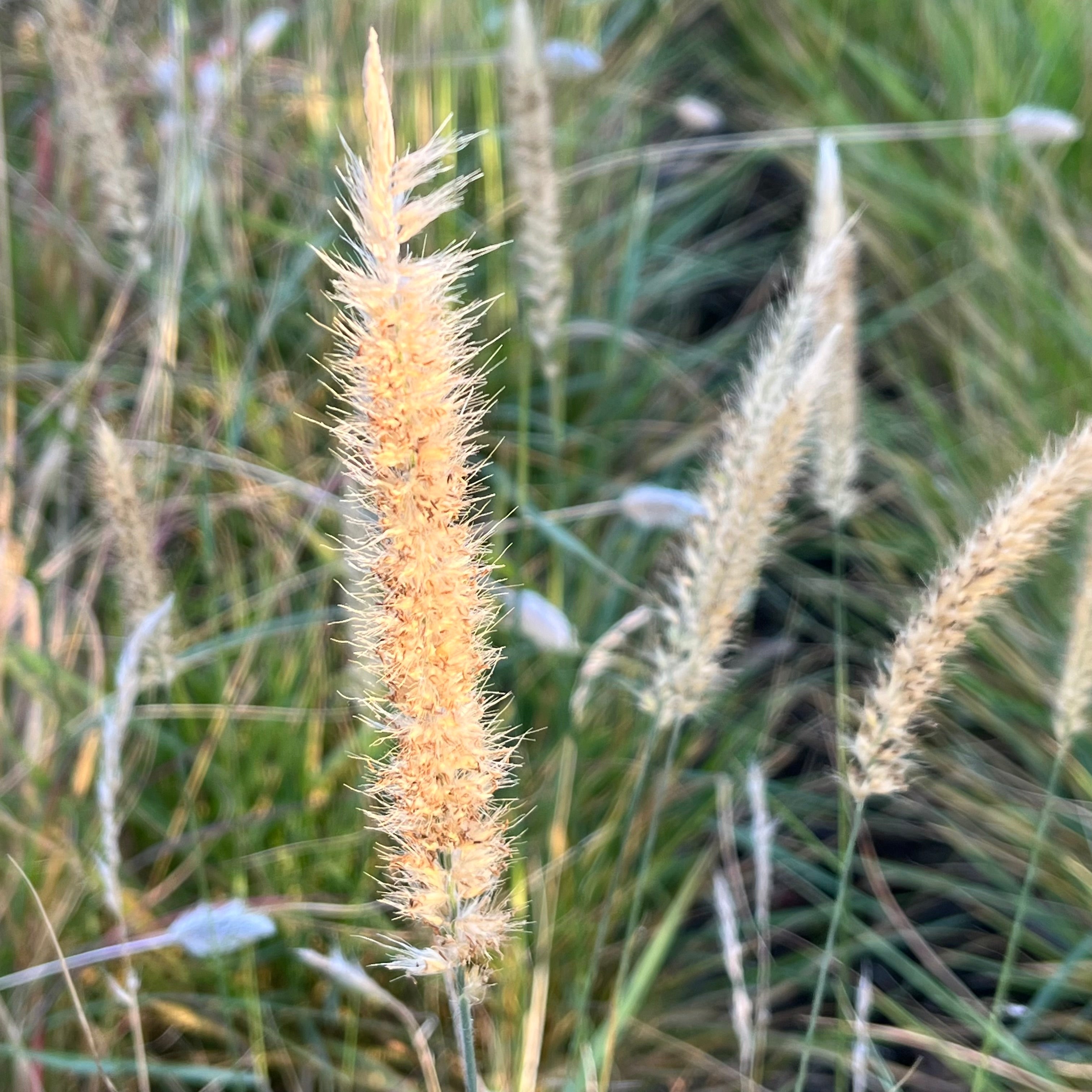 Tall Fairy Tails Fountain Grass with beige seed heads in a natural setting
