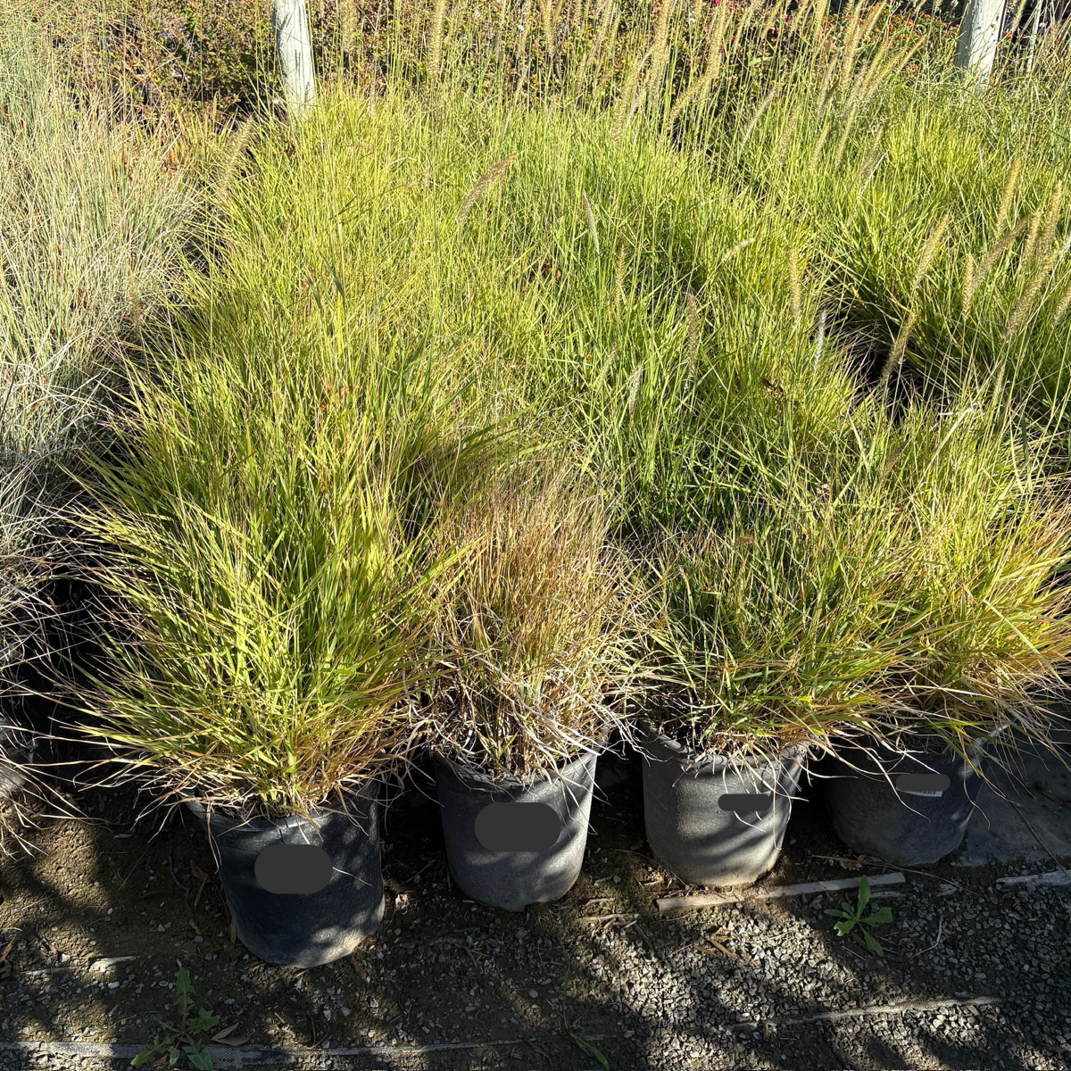 Fairy Tails Fountain Grass in a row outdoors