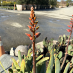 fan succulent Fan Aloe