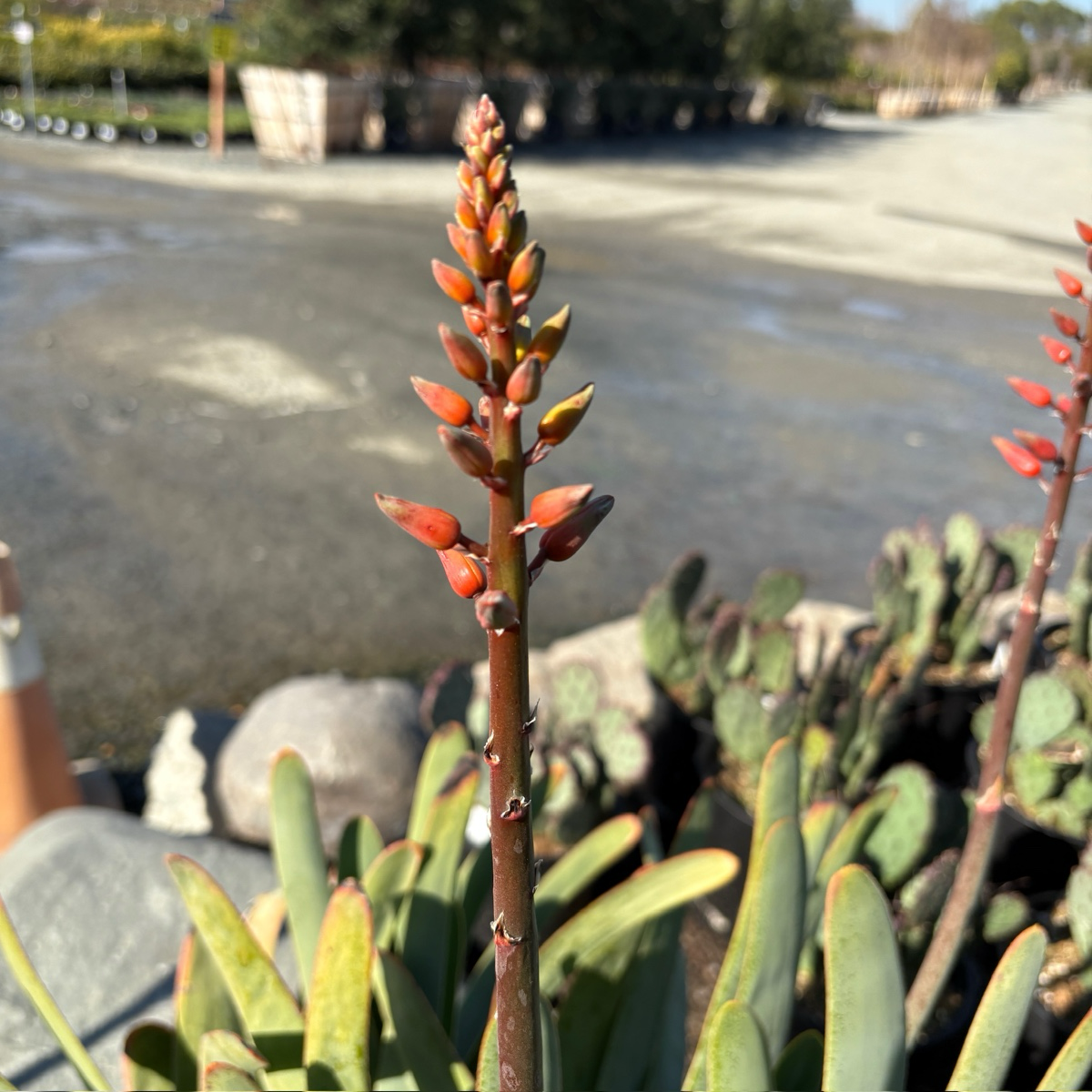 fan succulent plant Fan Aloe