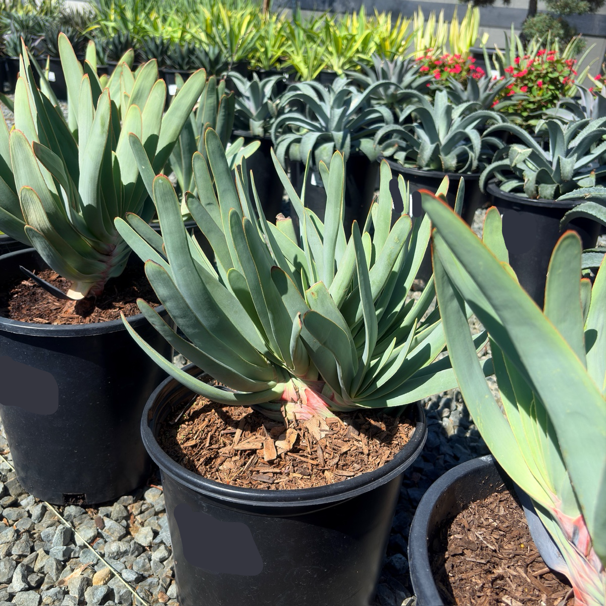 Fan Aloe