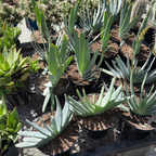 Fan Aloe