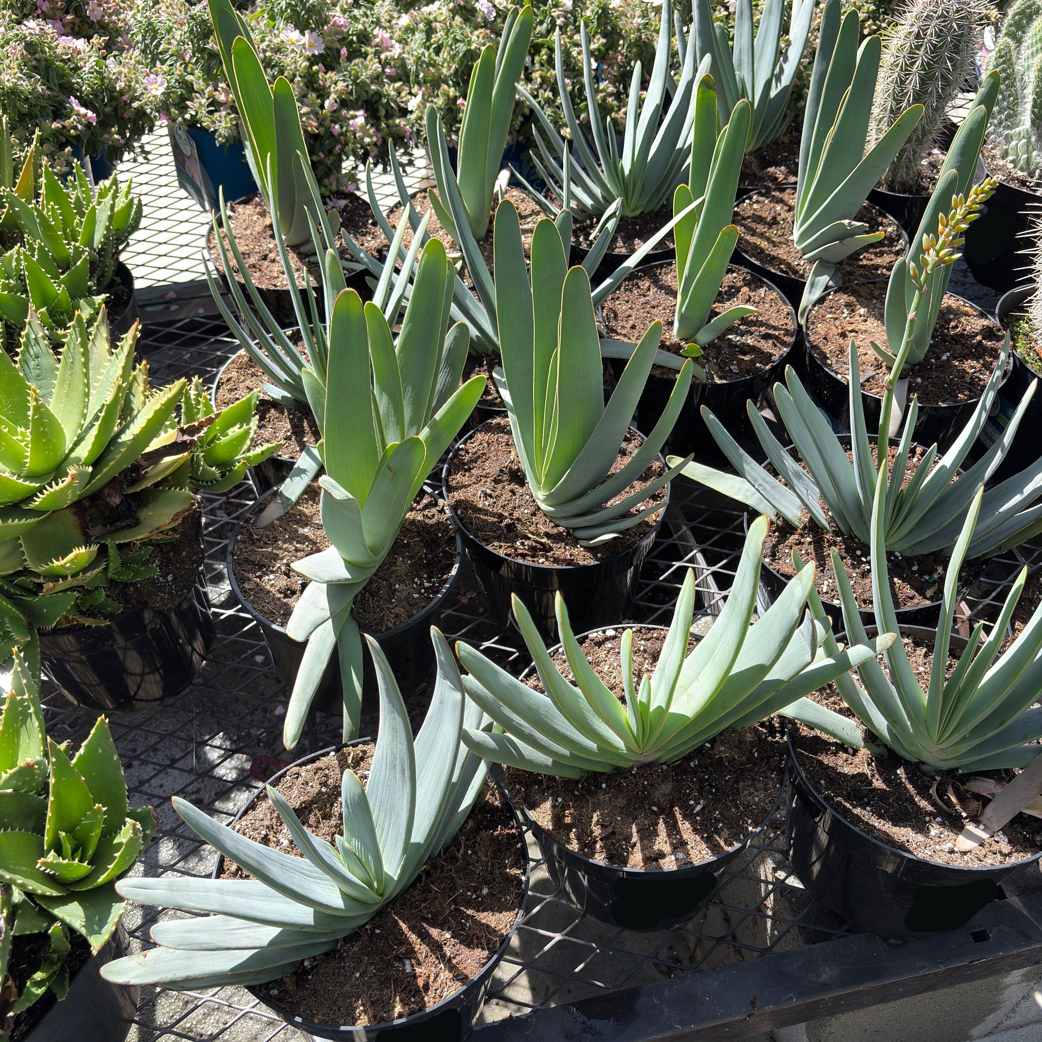 Fan Aloe