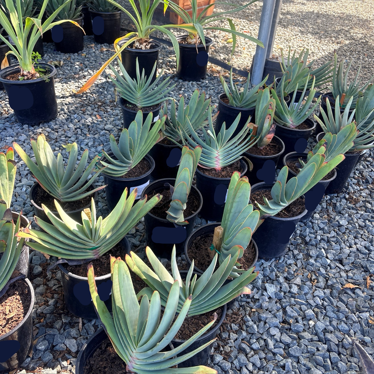 Fan Aloe