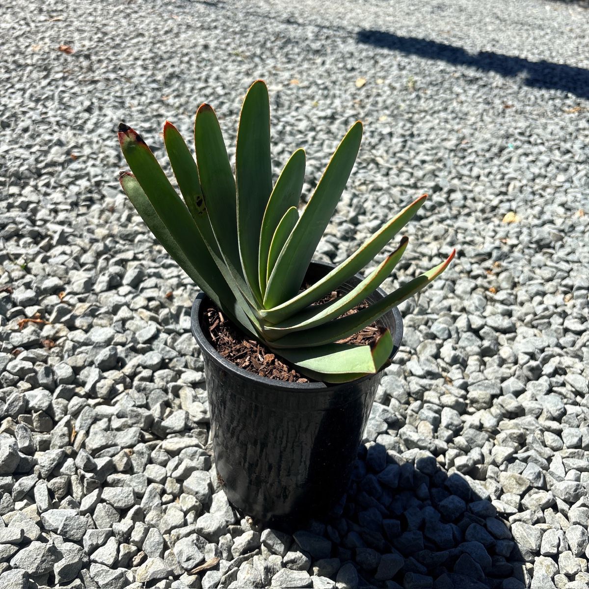 Fan Aloe