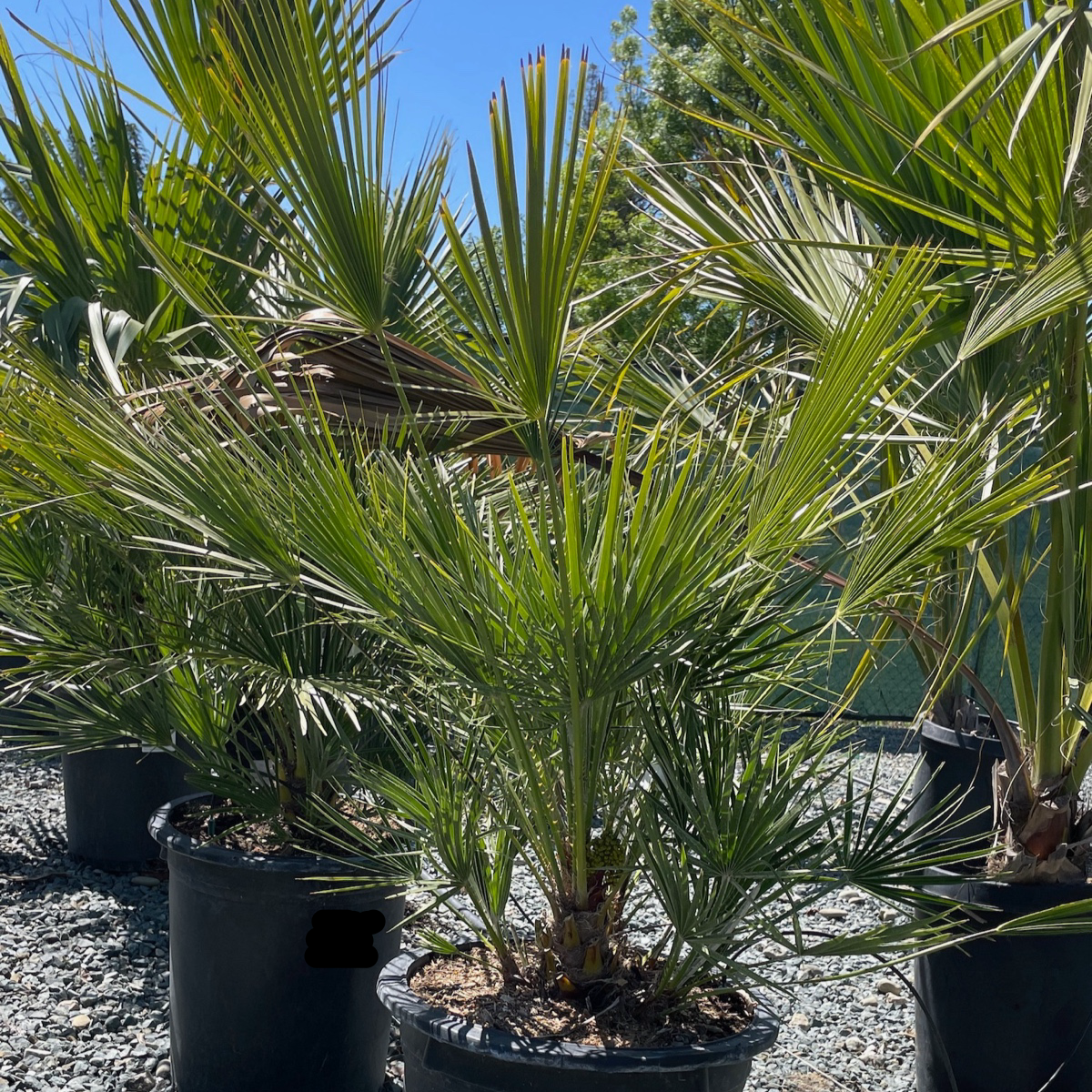 Fan Palm