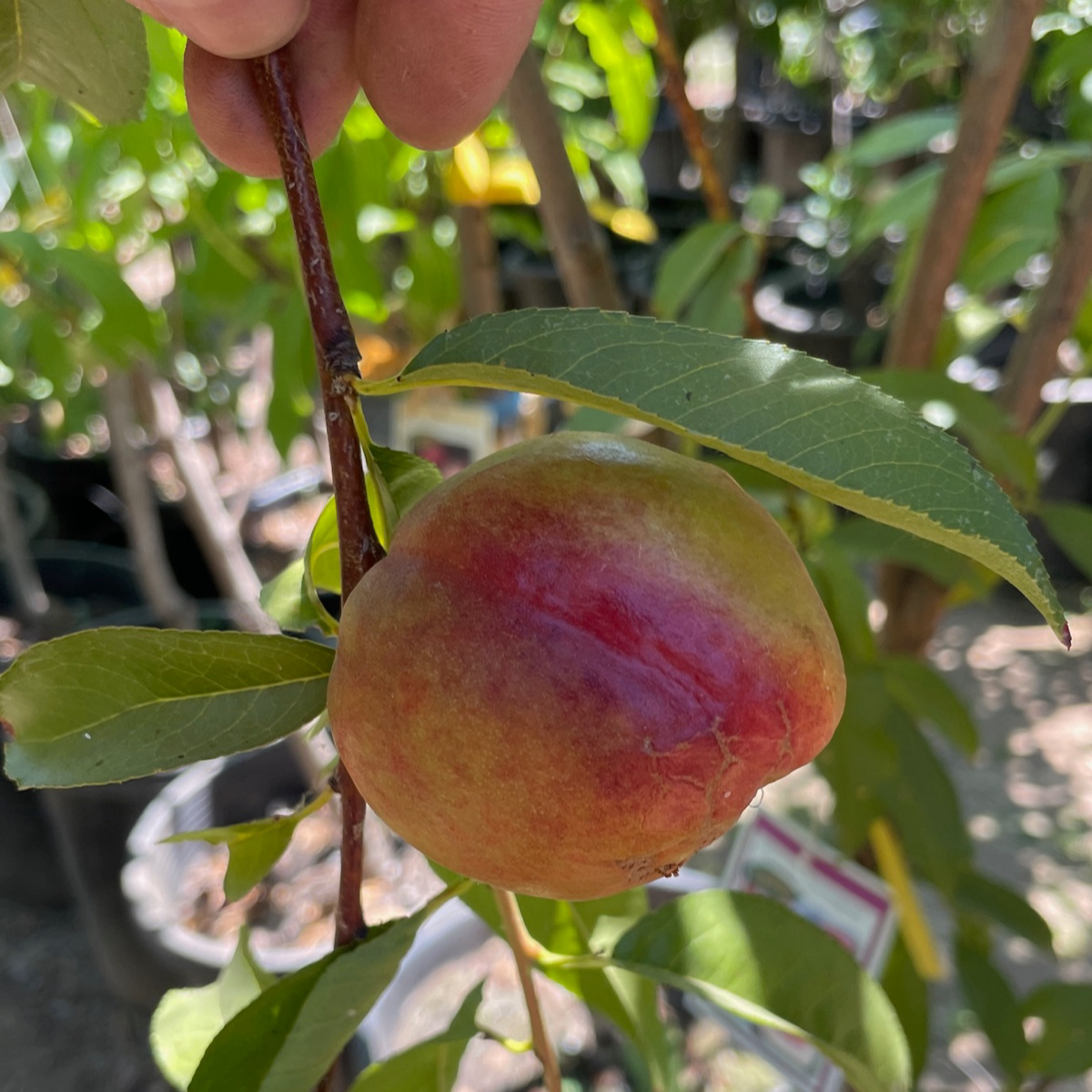 Fantasia Nectarine