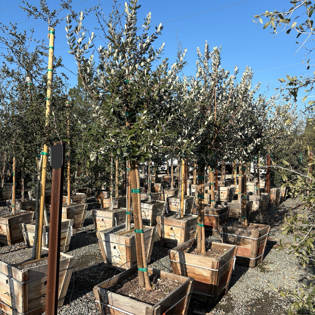 Feijoa Pineapple Guava