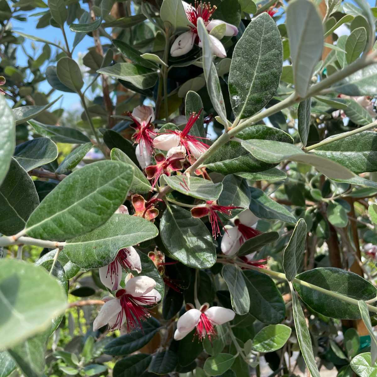 pineapple guava plant las vegas 5 Gal. Pineapple Guava Bush (Feijoa sellowiana)