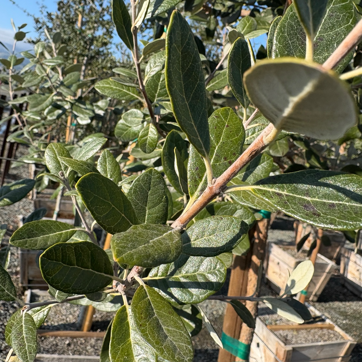 Feijoa Pineapple Guava