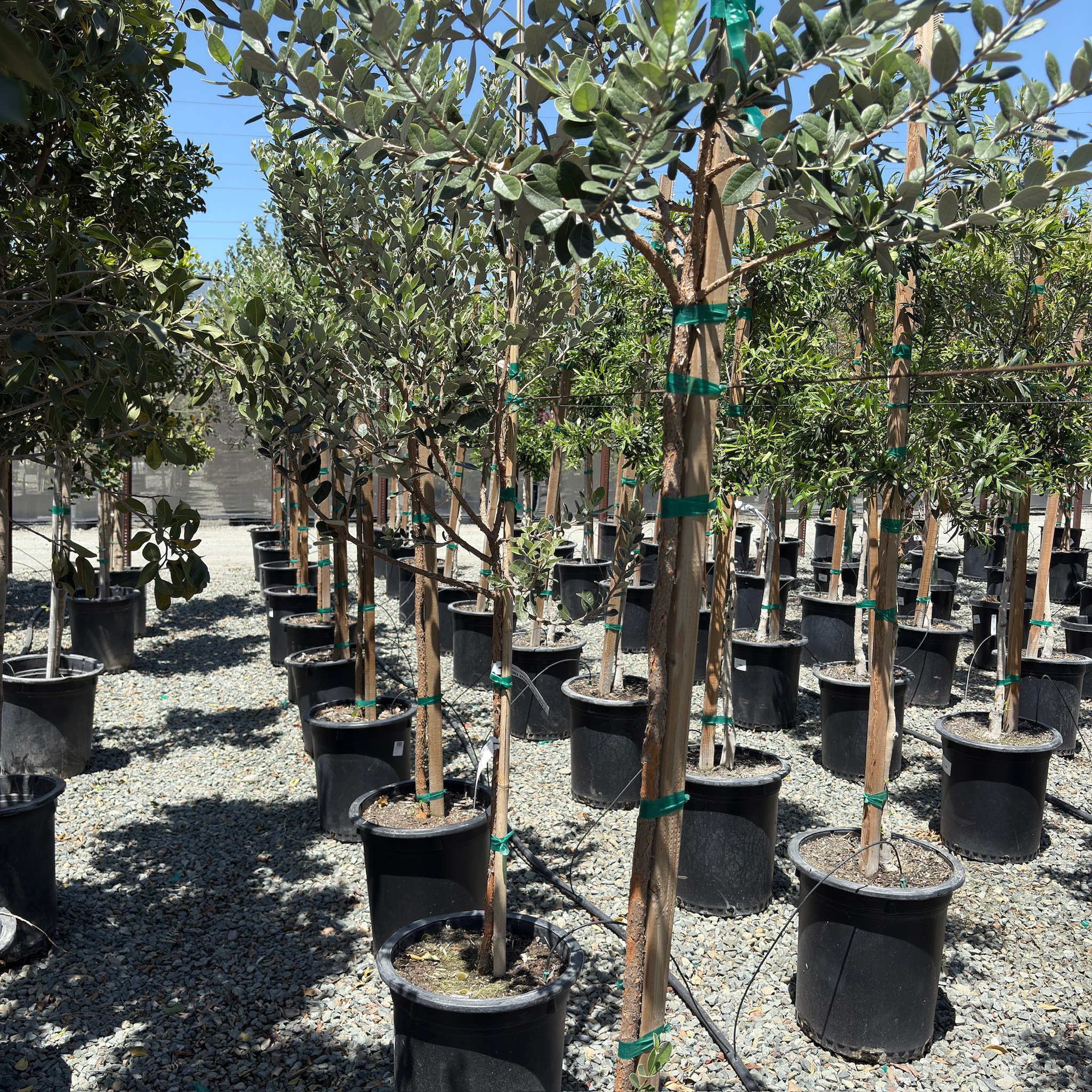 Feijoa Pineapple Guava