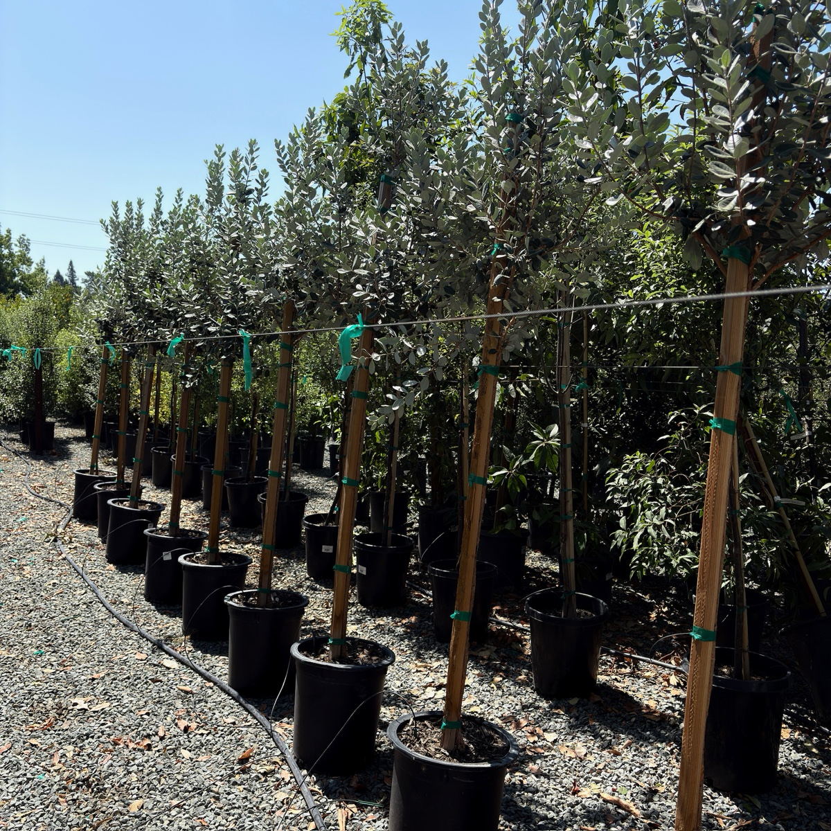 Feijoa Pineapple Guava 