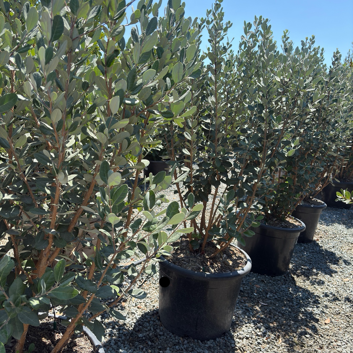 Feijoa Pineapple Guava