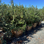Feijoa sellowiana