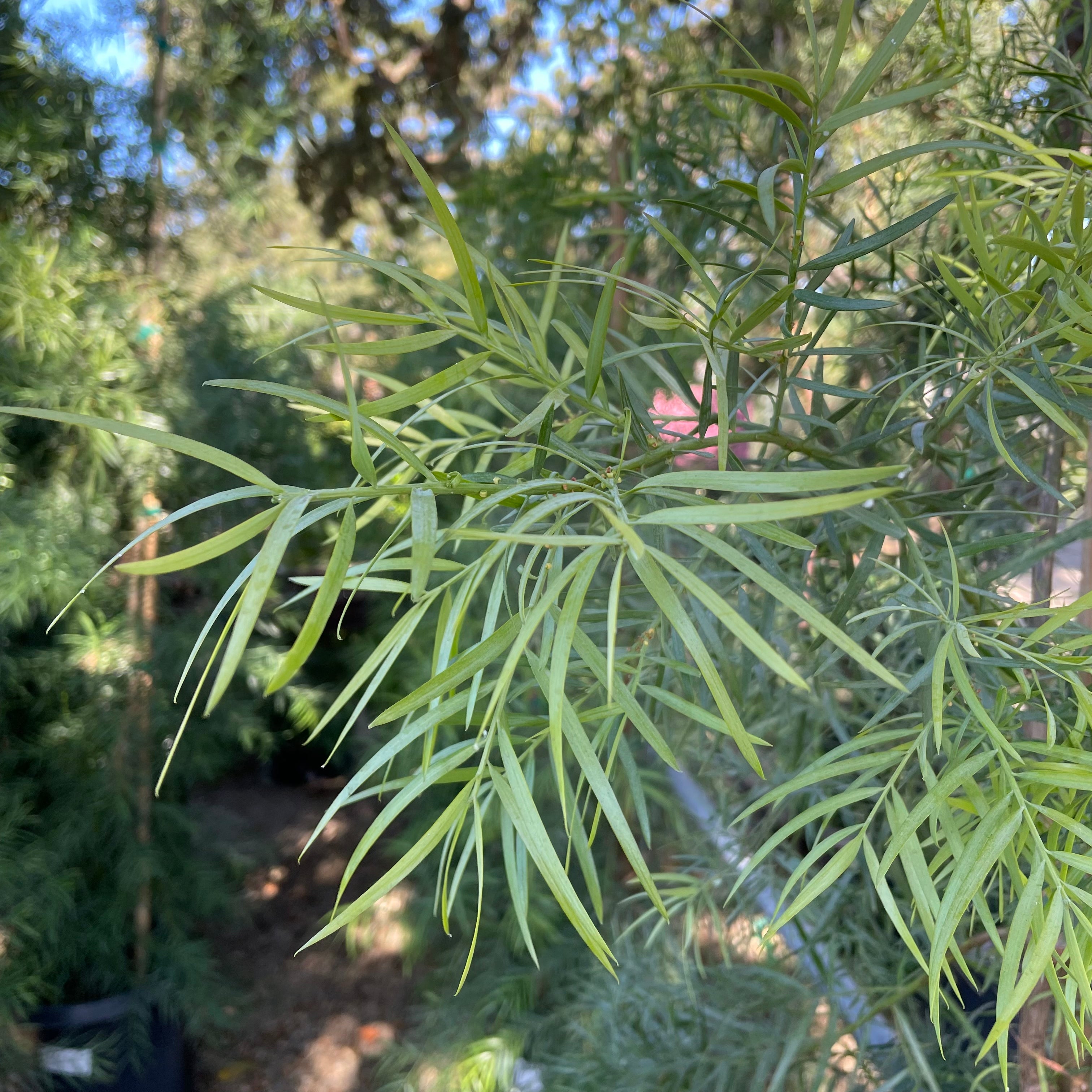Fern Podocarpus