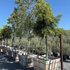 Podocarpus gracilior