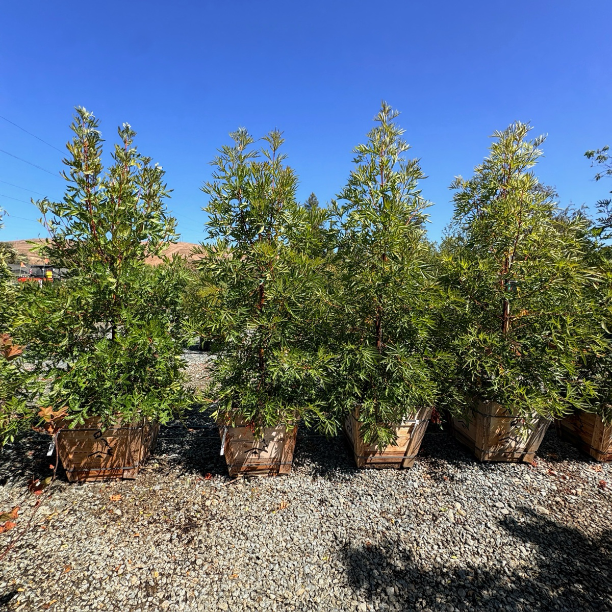 Fernleaf Catalina Ironwood