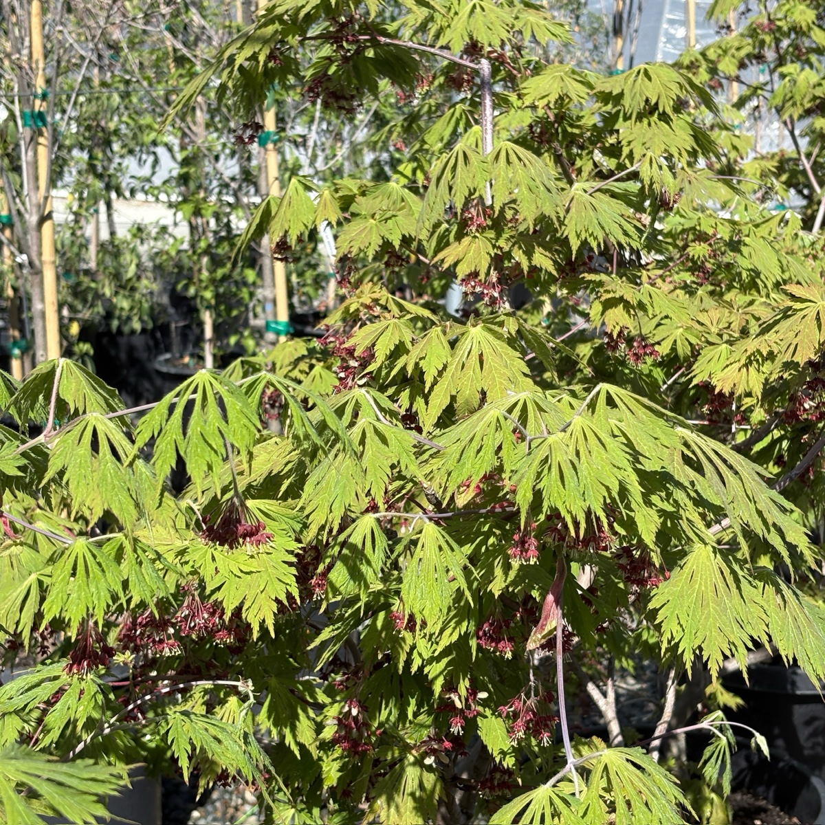 Fernleaf Fullmoon Maple with red berries in a garden setting