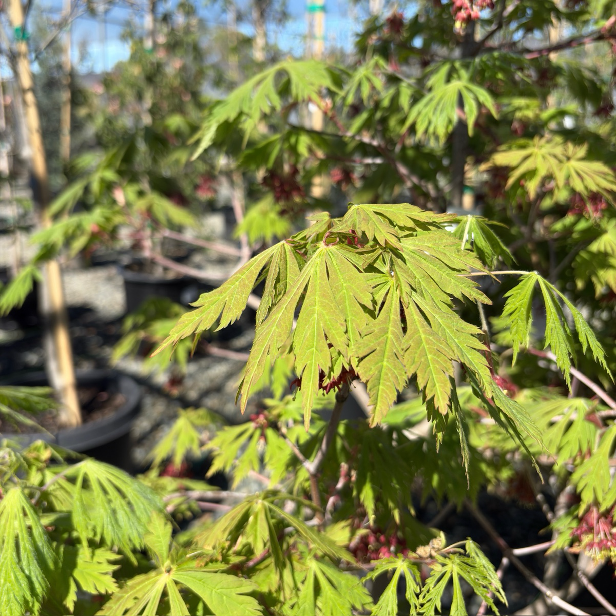 Close-up of green leaves with a blurred background of Fernleaf Fullmoon Maple