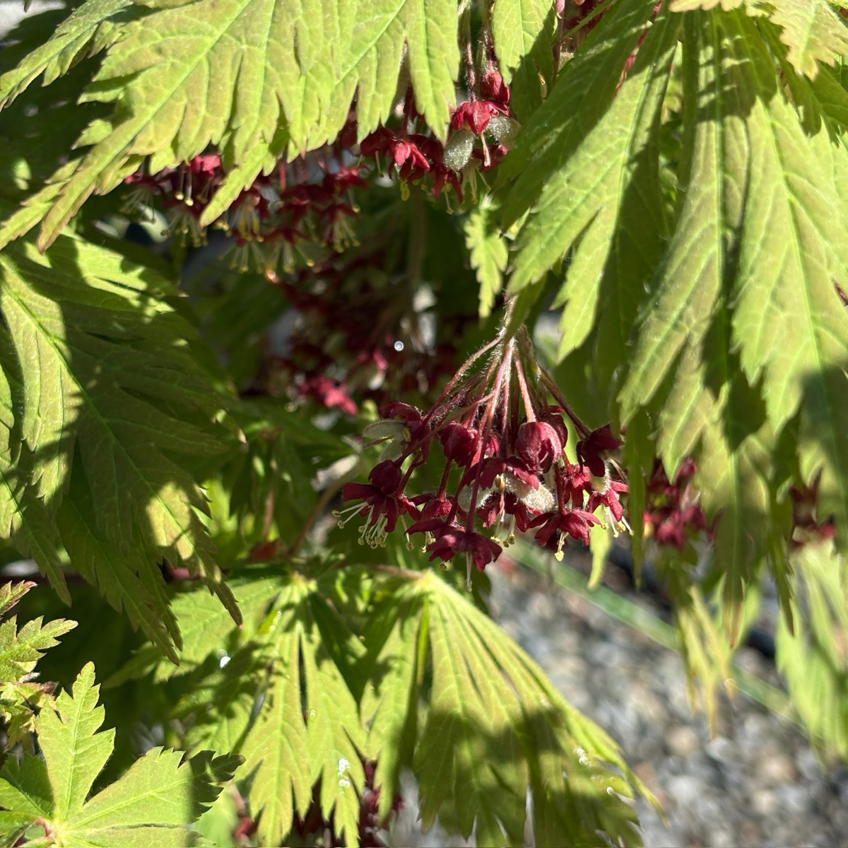 Close-up of Fernleaf Fullmoon Maple leaves with red flower buds.