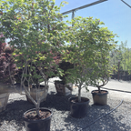 Fernleaf Fullmoon Maple