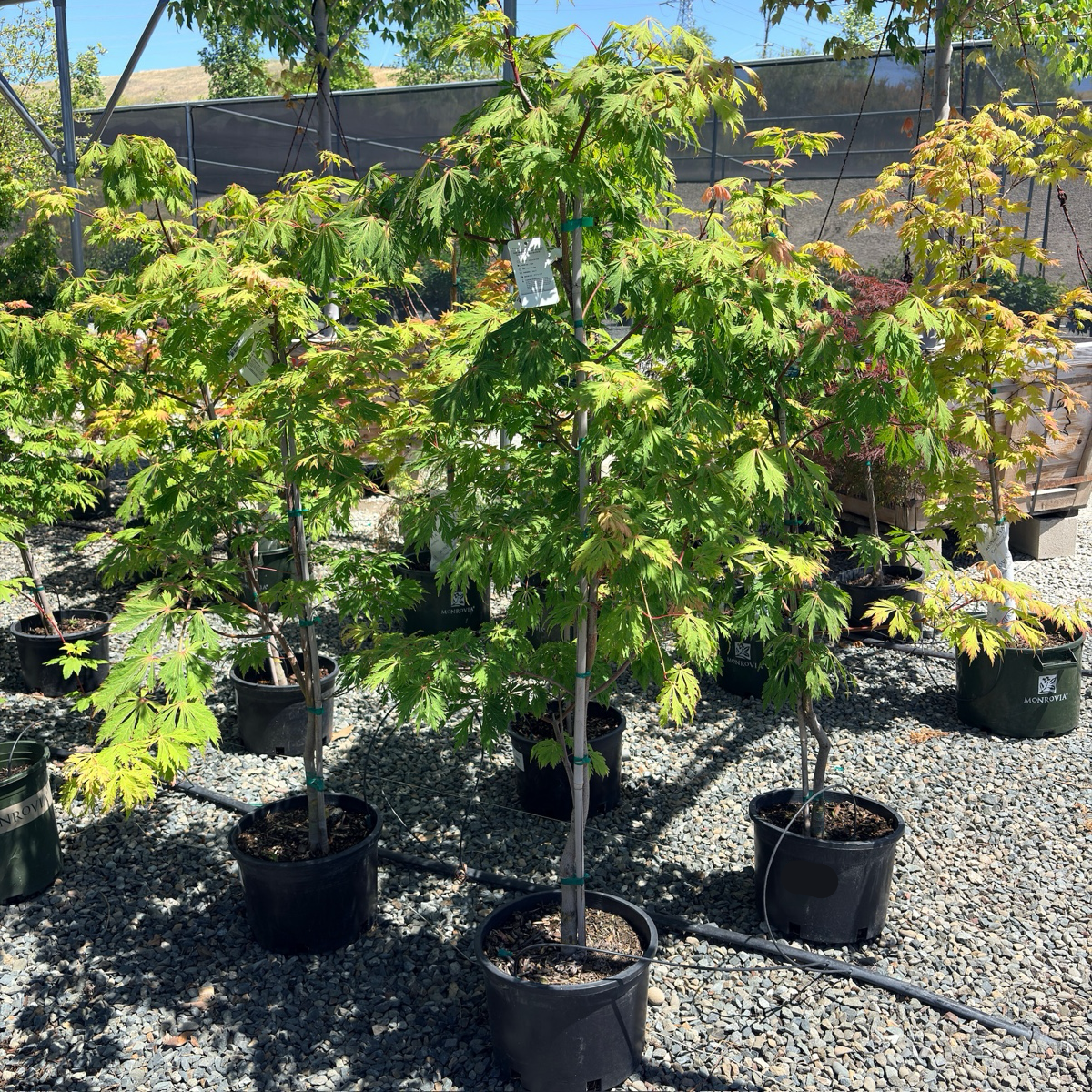 Fernleaf Fullmoon Maple