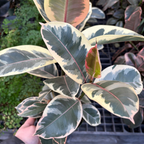 Ficus 'Tineke