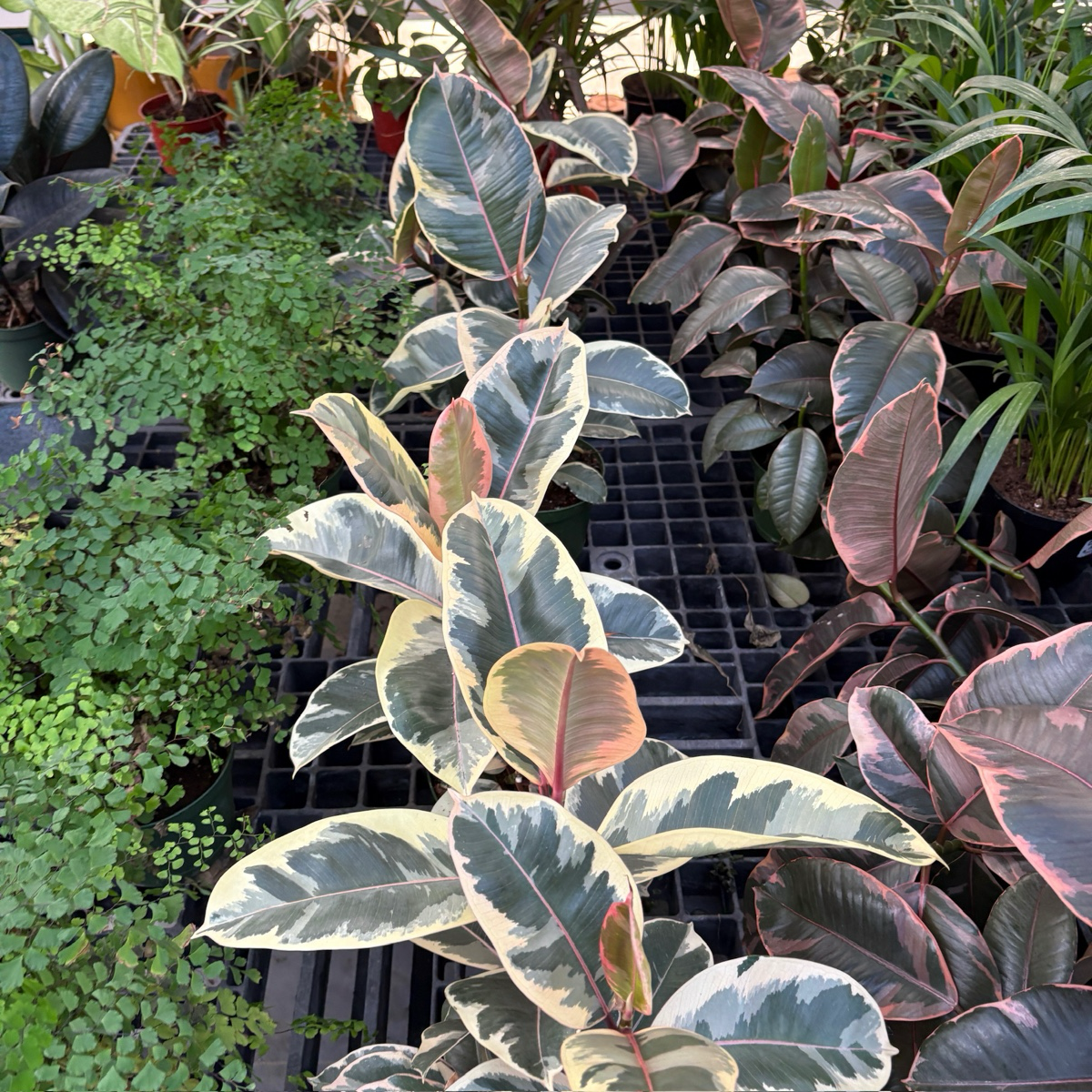 tineke ruby rubber tree 6p! Ficus e Tineke Bush / Variegated RubberTree /Tropical